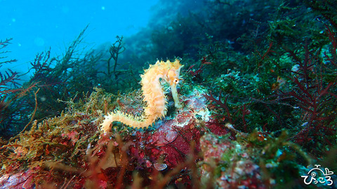 200222_イバラタツ