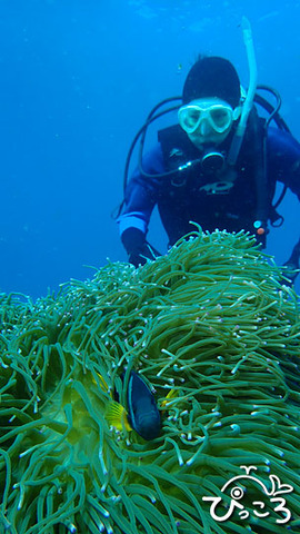 クマノミと_PC290402