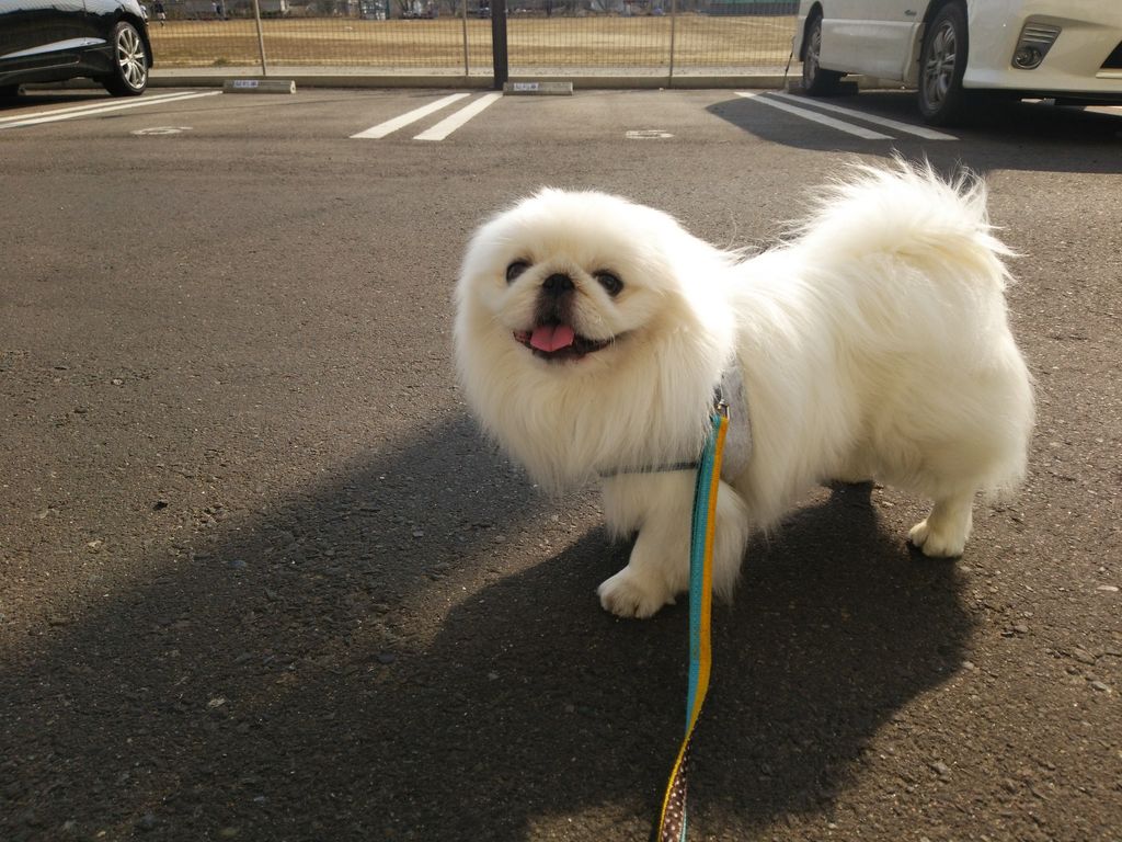 ちょび ギガ犬 に間違われちゃった 焼肉 がっちゃん Pikopikochobiのblog