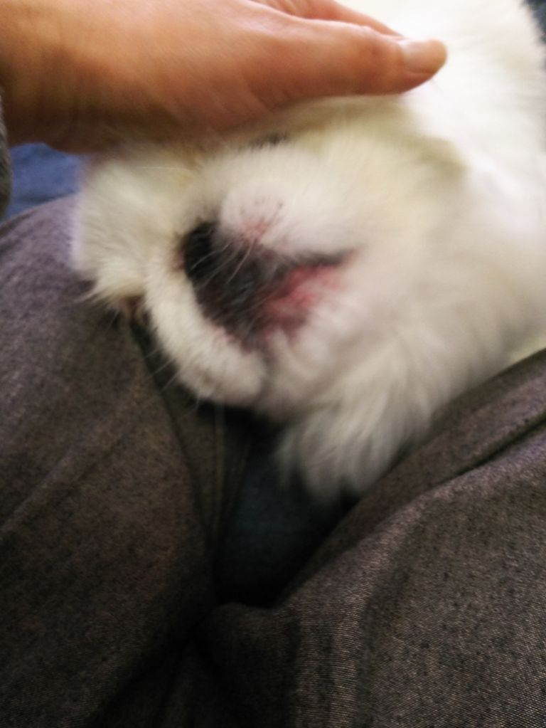 ヾ ノ いぼ が破裂したよ Pikopikochobiのblog