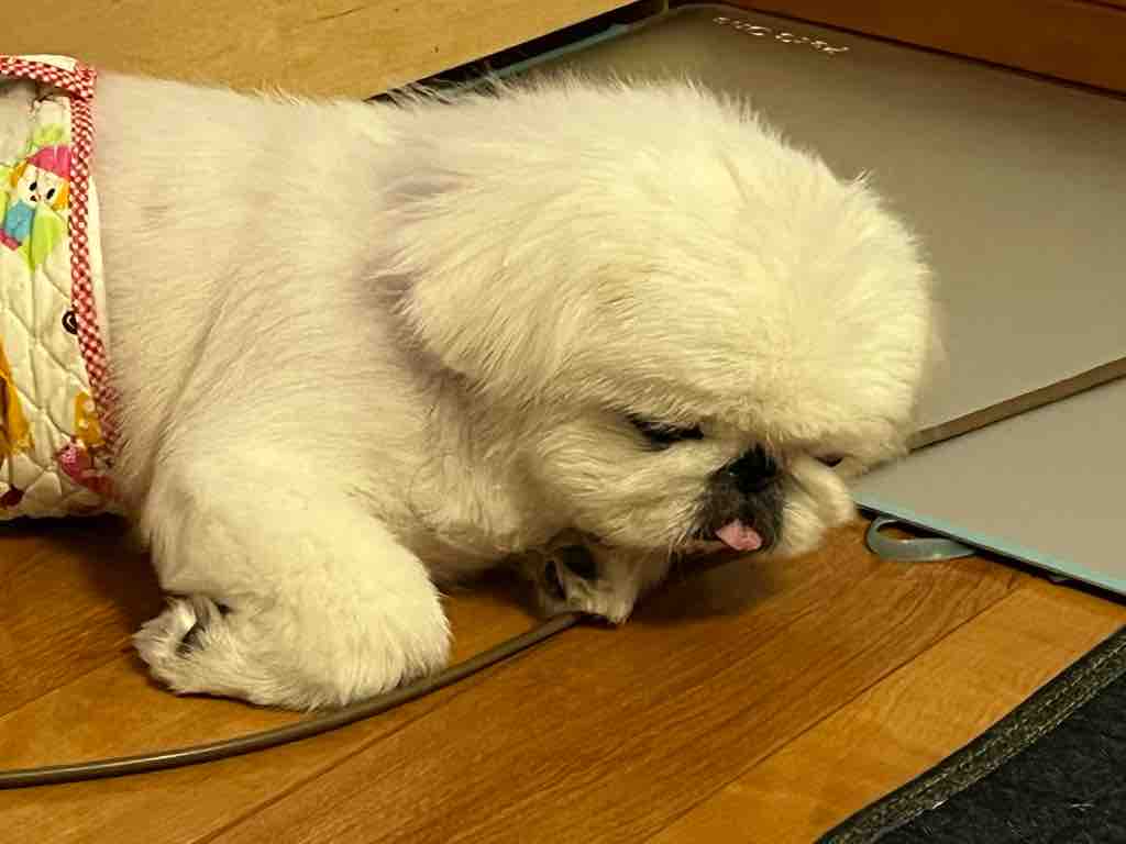 後ずさり Pikopikochobiのblog