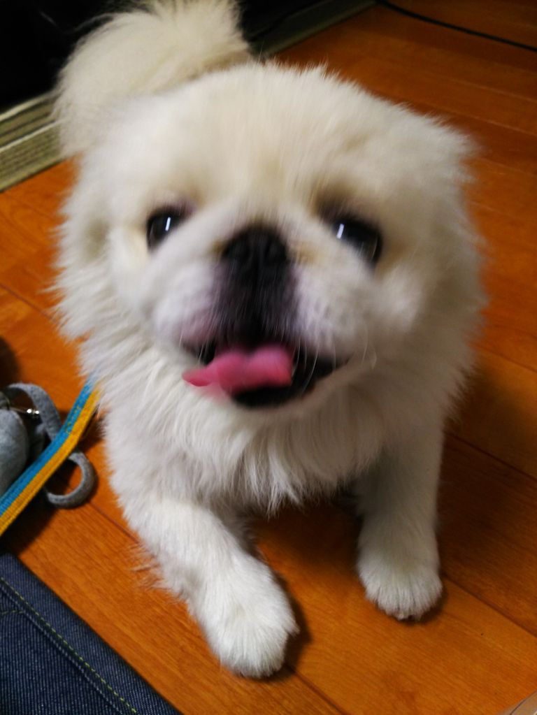 m ぷぷっ 猛ダッシュで走る犬の正体は Pikopikochobiのblog m ぷぷっ 猛ダッシュで走る犬の正体は Pikopikochobiのblog