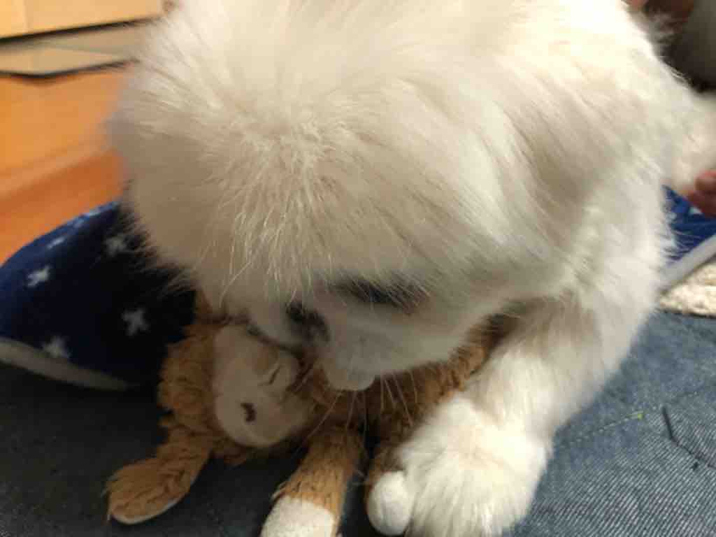 S ﾛ つんつくつんのつんつんつん Pikopikochobiのblog