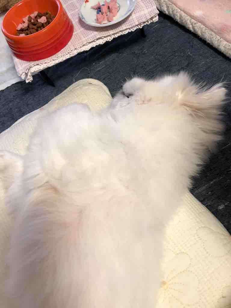 いじけ虫 Pikopikochobiのblog