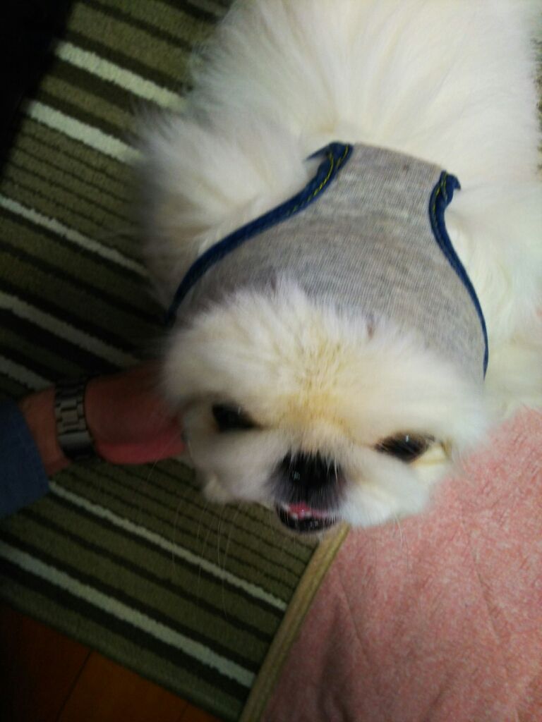 パンツマ ン つるりんこ Pikopikochobiのblog パンツマ ン つるりんこ Pikopikochobiのblog