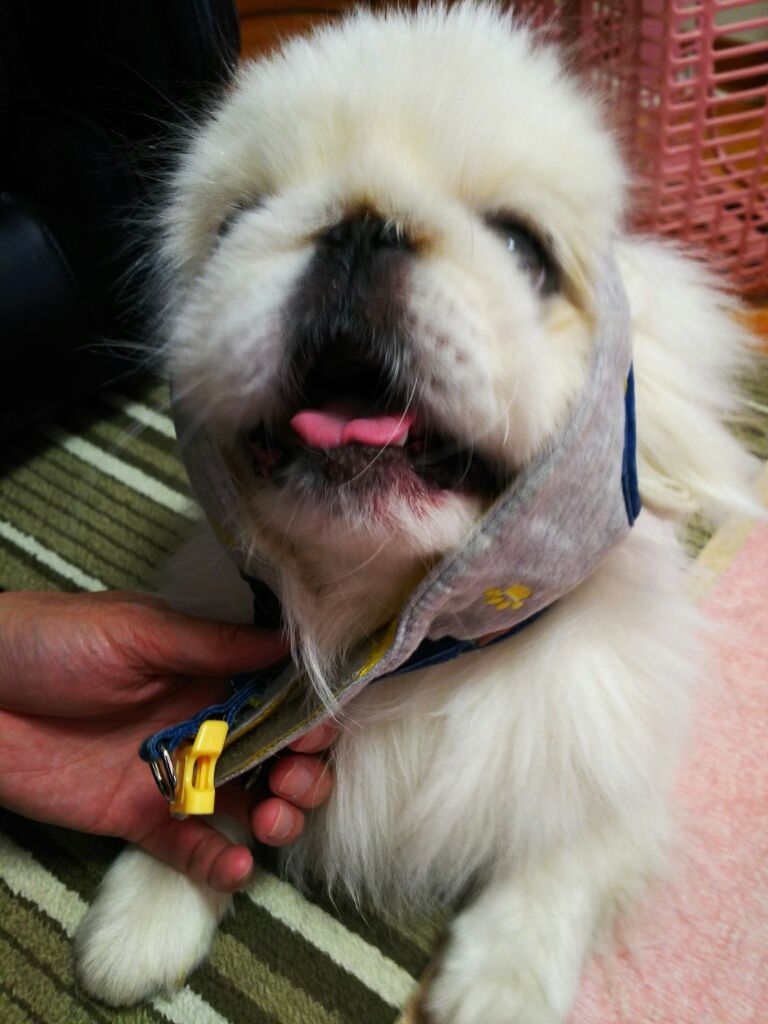 パンツマ ン つるりんこ Pikopikochobiのblog パンツマ ン つるりんこ Pikopikochobiのblog