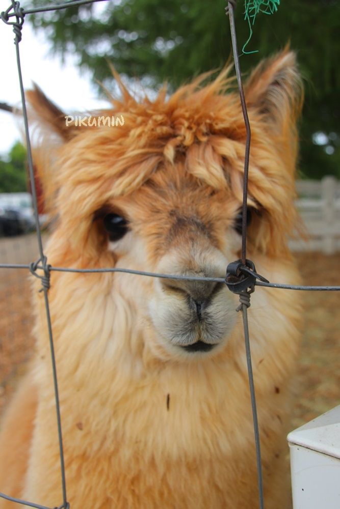 アルパカ牧場 ぴくみんの旅日記