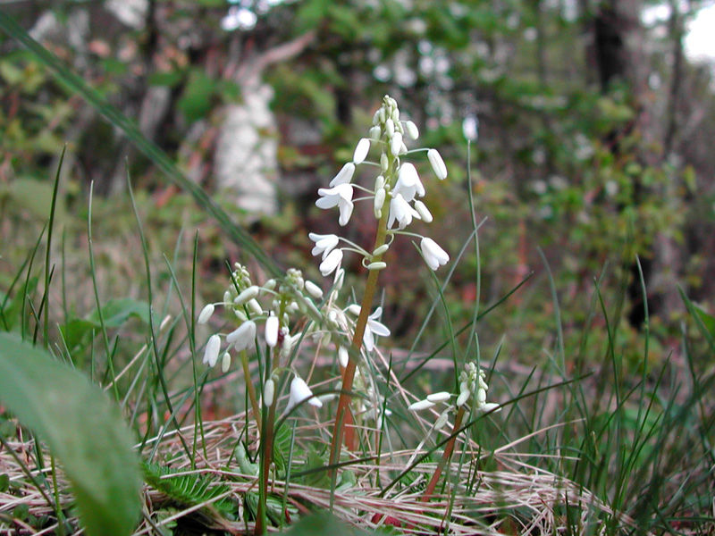 DSCN7995-1