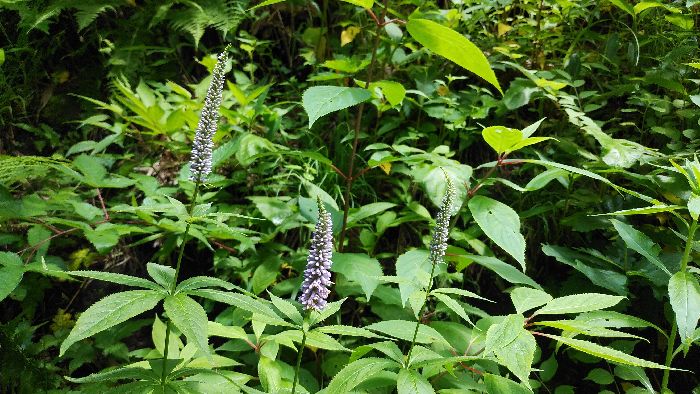 IMG_20200731_110527-s