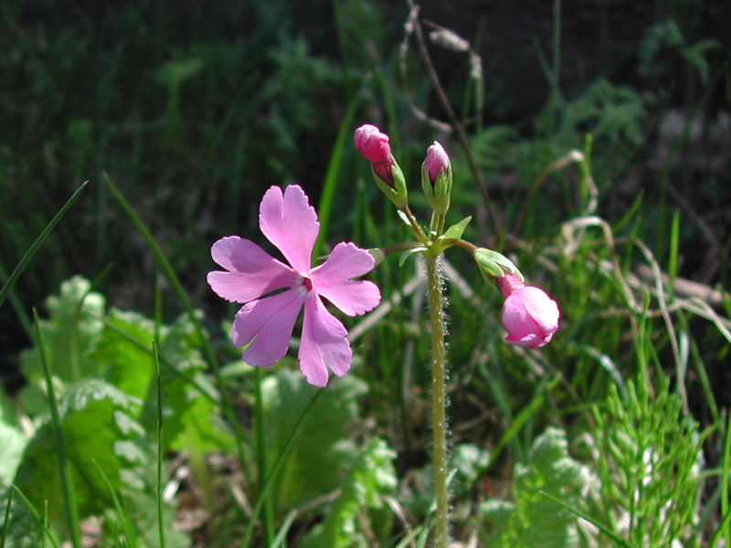 DSCN7986-1