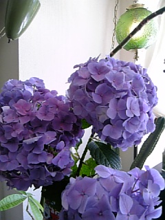 紫陽花