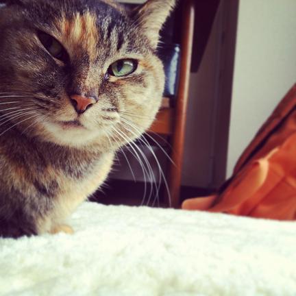 それをいっちゃあおしまいよ