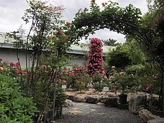 CIMG0461