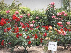 CIMG0460