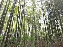 CIMG0726