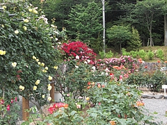 CIMG0454