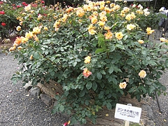 CIMG0471