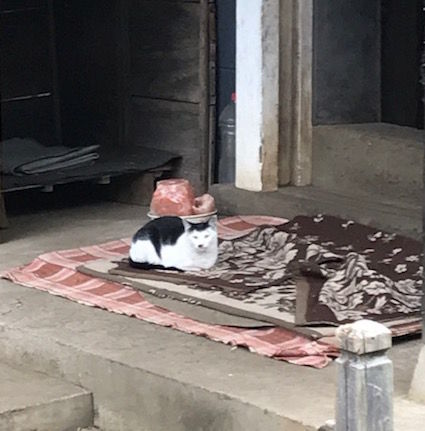野良2
