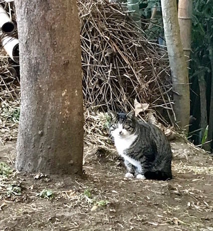 野良1