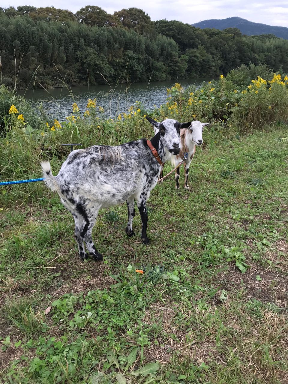 秋5