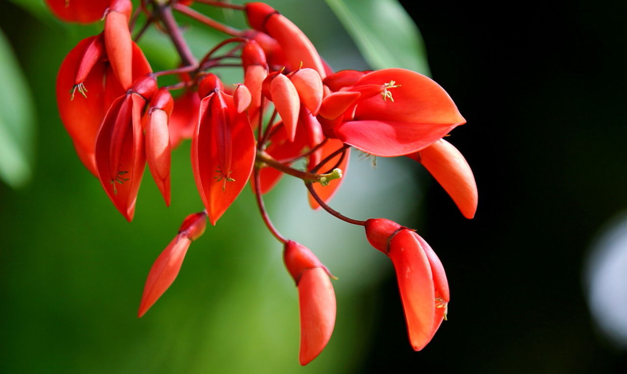 朱色の花の様な壁紙用写真 壁紙写真pimix
