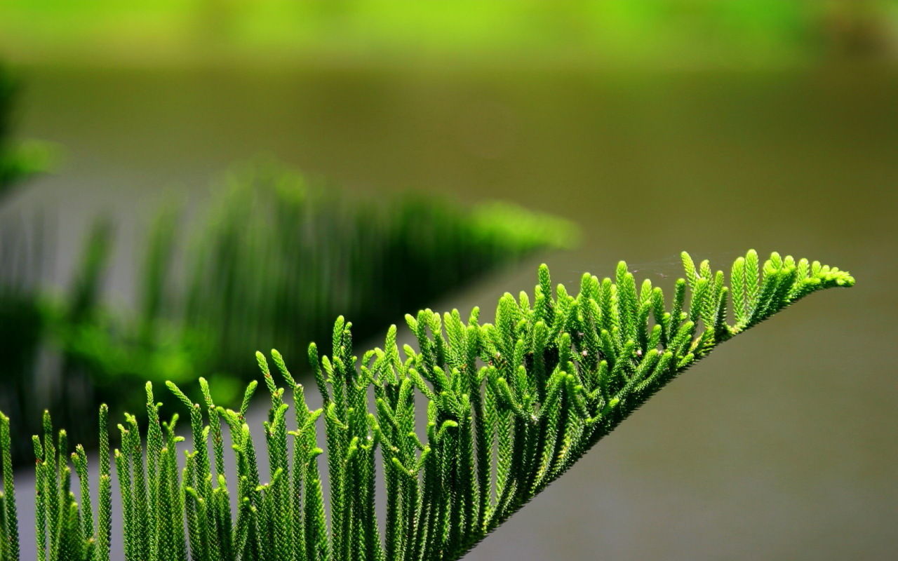 緑が綺麗なかわった松の様な植物の壁紙用写真 壁紙写真pimix