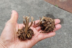 20251121 - コピー