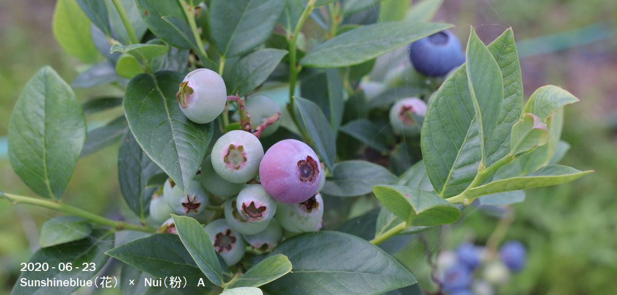 実生ブルーベリー Blue Berrys Syumi Saibai 趣味のブルーベリー栽培