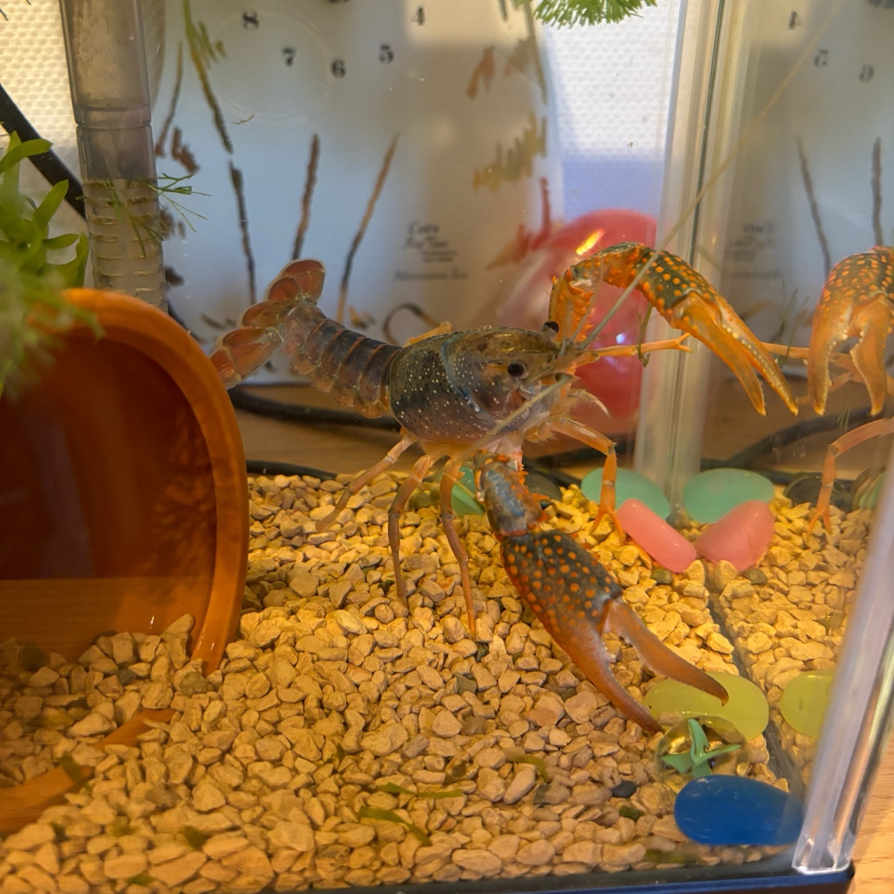 ザリガニ釣りに行こう⑥ : 猫の手貸して Powered by ライブドアブログ