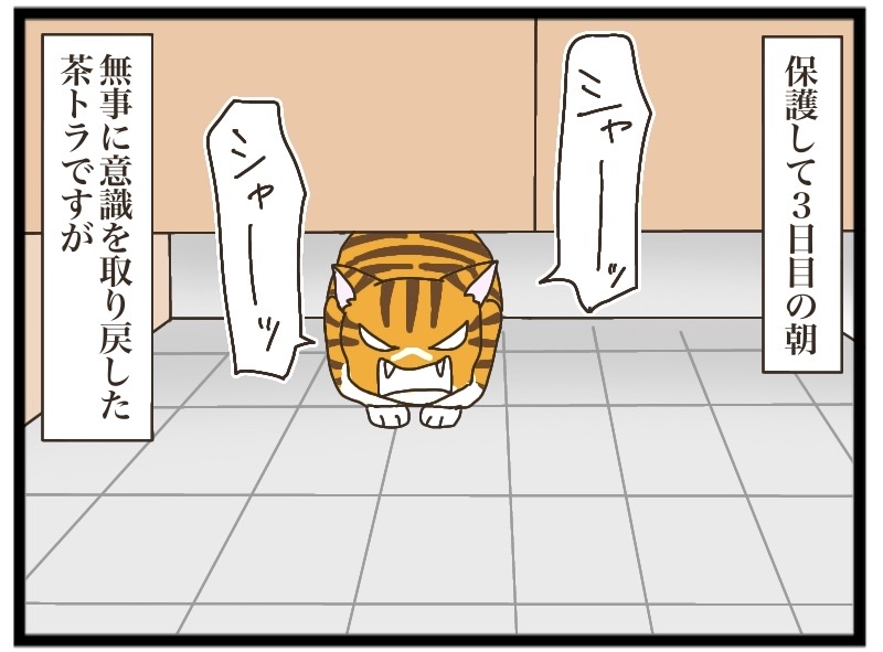 茶トラの人慣れ①【NNNにロックオンされています】 : 猫の手貸して