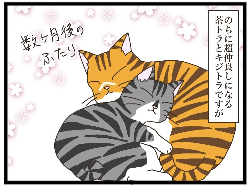 キジトラとの出逢い④【NNNにロックオンされています】 : 猫の手貸して