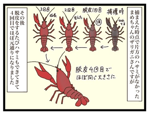 ザリガニ様 リクエスト 5点 まとめ商品 ザリガニ様 リクエスト 5点 まとめ商品 ザリガニ様 リクエスト 5点