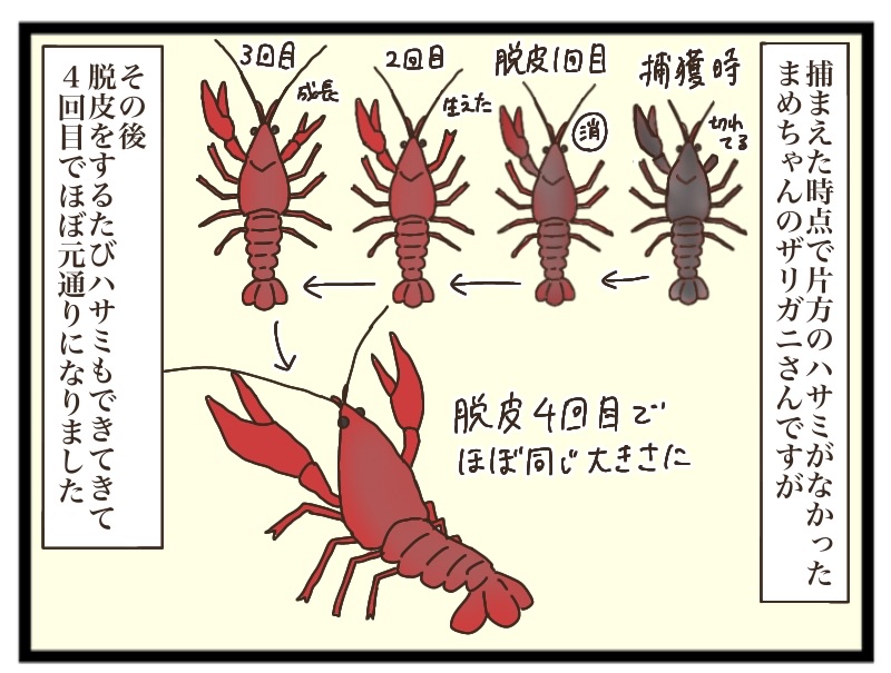 ザリガニ釣りに行こう⑥ : 猫の手貸して Powered by ライブドアブログ