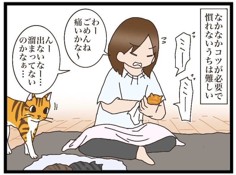 キジトラとの出逢い②【NNNにロックオンされています】 : 猫の手貸して