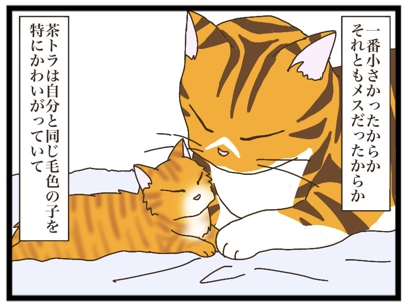 とらねこ キジトラとの出逢い④【NNNにロックオンされています】 : 猫の手貸して