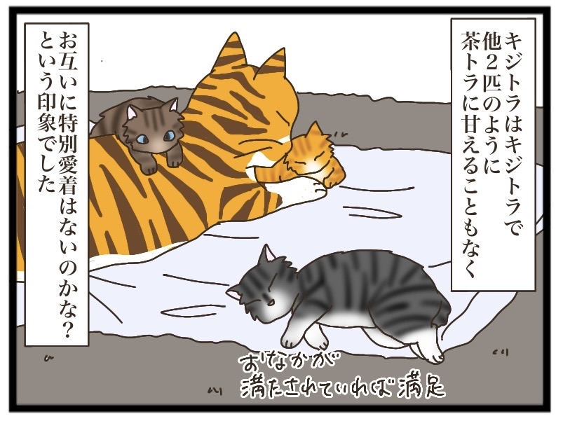 キジトラとの出逢い④【NNNにロックオンされています】 : 猫の手貸して