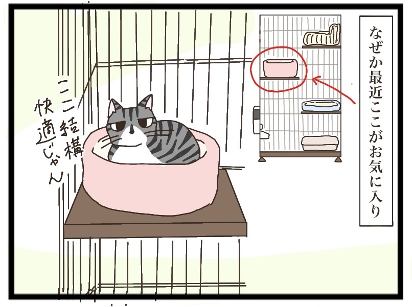 最近のねこたち【NNNにロックオンされています】 : 猫の手貸して