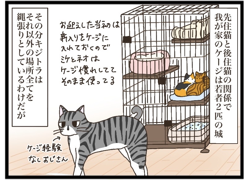 【だめねこページ】 最近のねこたち【NNNにロックオンされています】 : 猫の手貸して