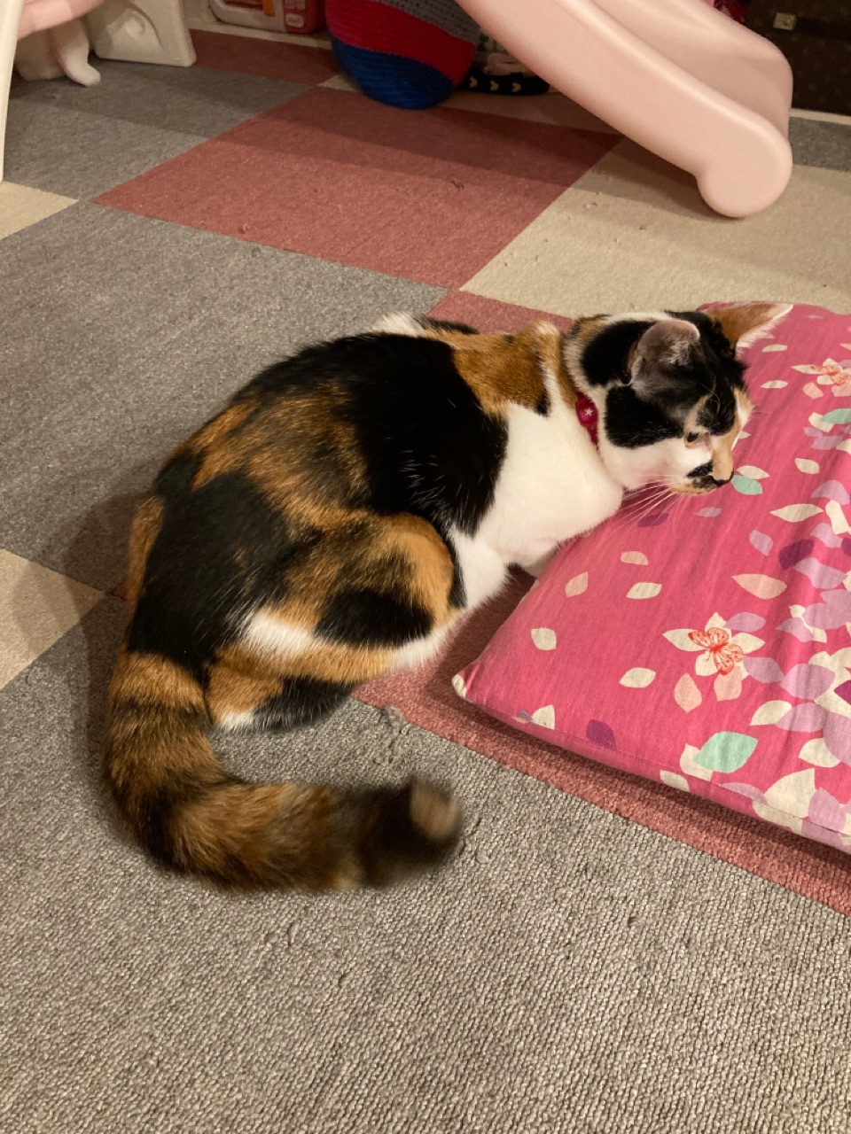 しっぽいろいろ 猫の手貸して Powered By ライブドアブログ