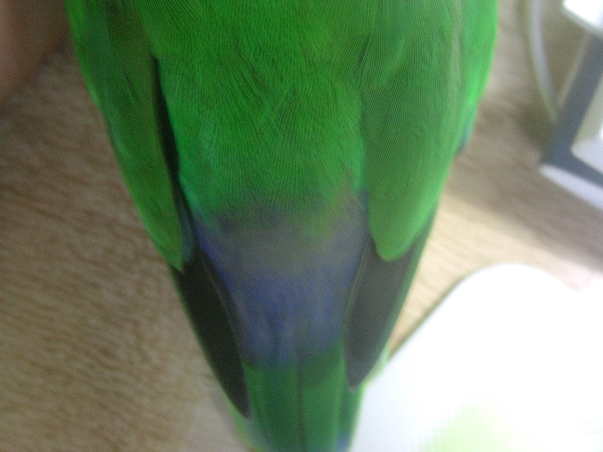 ルリコシボタンインコの名前の由来 ボタンブログ