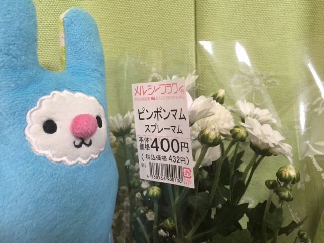ピンポンマムとは ピンポンマムファミリー ピンポンマムとは ピンポンマムファミリー