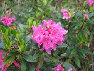 ¥¢¥ë¥Ú¥ó¥í¡¼¥¼