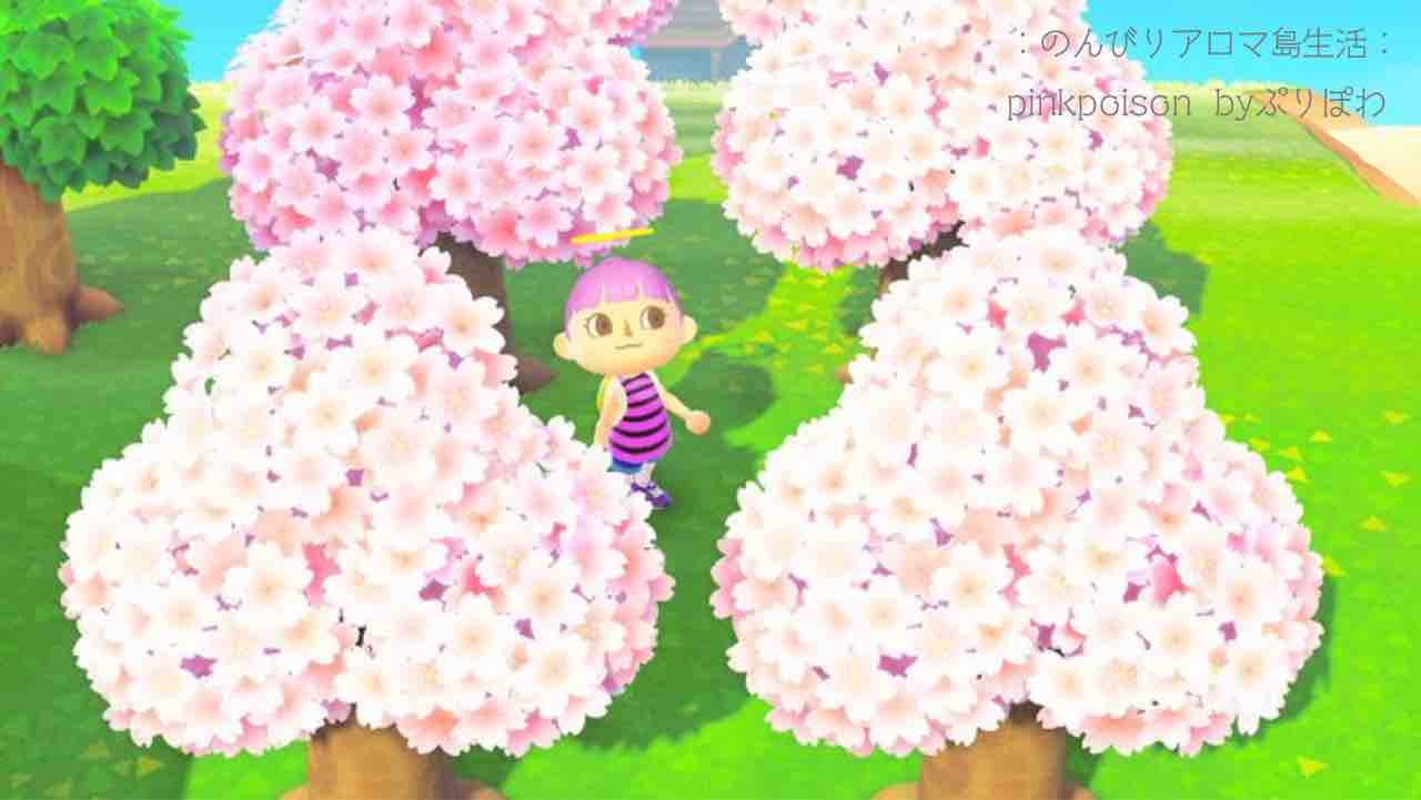 あつ森 お花見セットとリカルドがきたよ のんびりアロマ島生活 タイムトラベラー編