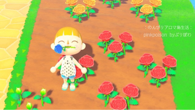 あつ森 青いバラの咲かせ方 のんびりアロマ島生活 タイムトラベラー編