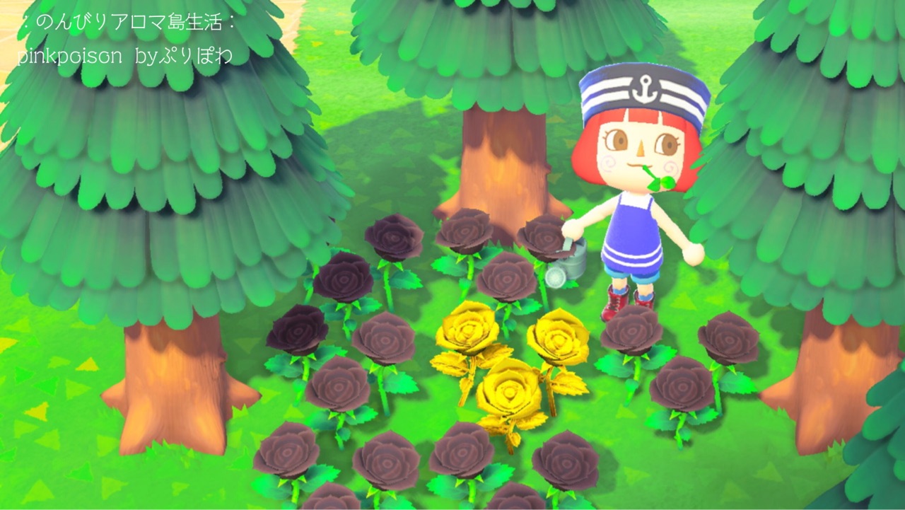 あつ森 金のバラとちょっと高難度ミドリのキク のんびりアロマ島生活 タイムトラベラー編