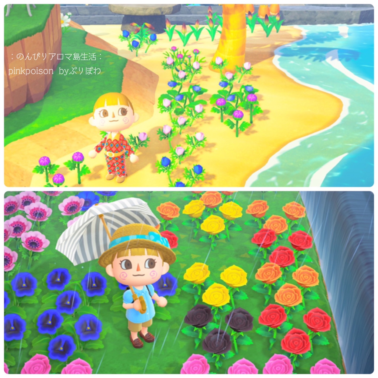 あつ森 金のバラとちょっと高難度ミドリのキク のんびりアロマ島生活 タイムトラベラー編 あつ森 金のバラとちょっと高難度ミドリのキク のんびりアロマ島生活 タイムトラベラー編
