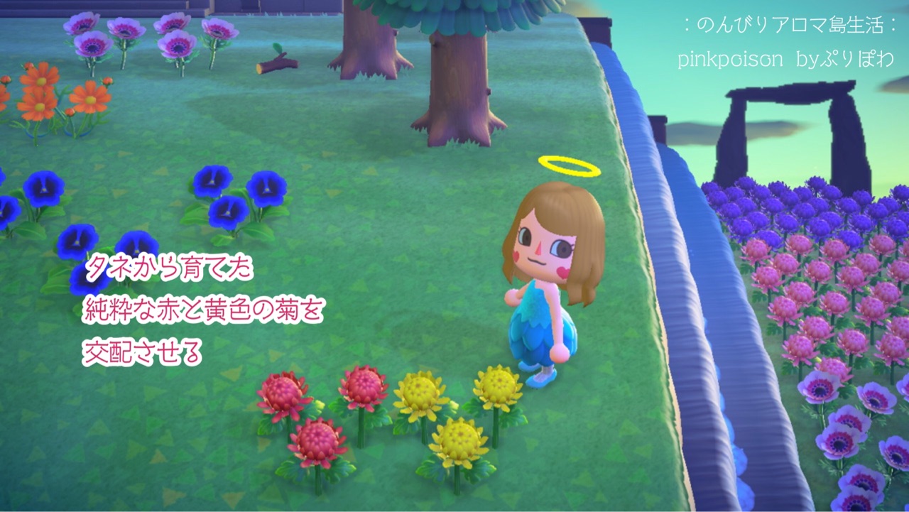 森 緑 あつ 菊