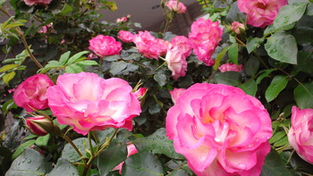 2014051508480001