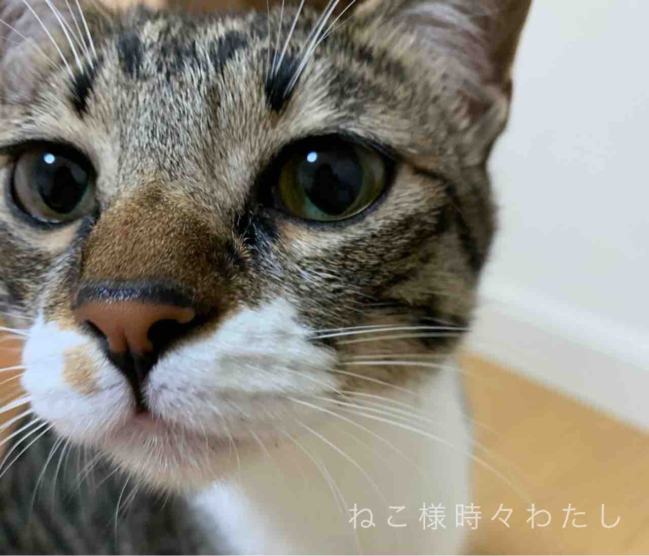 はじめまして はじめました ねこ様時々わたし