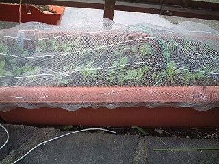 自作防虫ネットとミニチンゲンサイ プランターで野菜日記